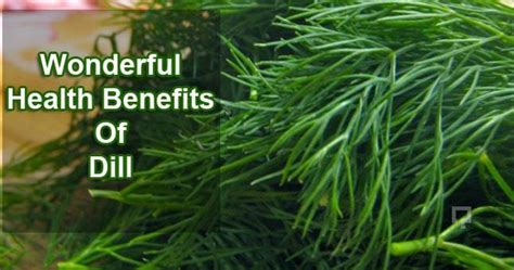 13 wonderful health benefits of dill weed 11 is very important