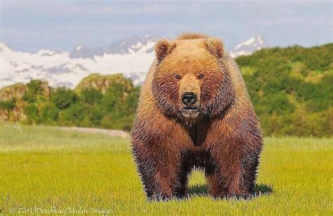 A Large Brown Bear Standing On Top Of A Lush Green Field