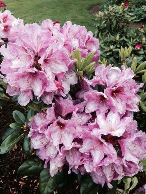 Lavender Princess ~ Rhododendron ~ Rainier Rhododendrons Pretty