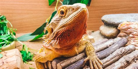 27 Fascinating Facts About Bearded Dragons That We Bet Youll Love
