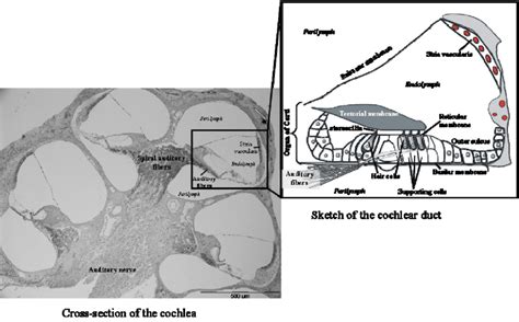 Cross Section Of The Cochlea And Drawing Of The Cochlear Duct