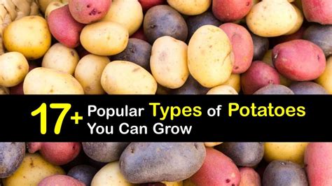Potato Varieties Learn About Different Types Of Potatoes