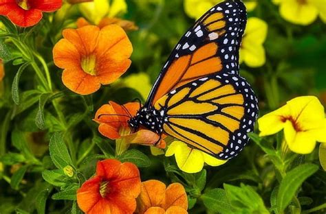 1920x1080px 1080p Free Download Monarch Resting Lovely Still