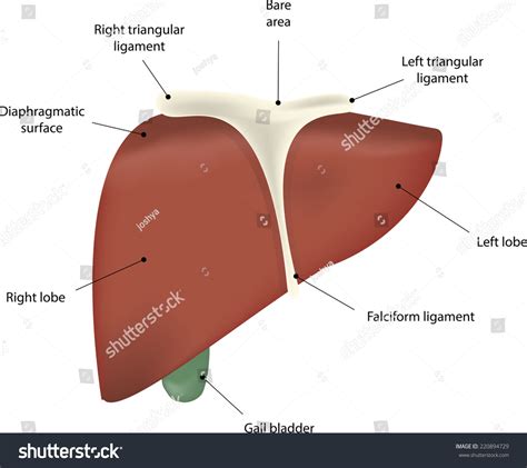 「liver Anatomy Labeled Diagram」のイラスト素材 220894729 Shutterstock