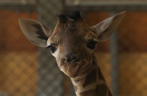 Giraffe Giving Birth On Live Cam April Labor Update As Belly Kicking Continues Ibtimes
