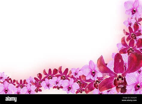 Purple Orchid Flowers Border Design Stock Photo Alamy