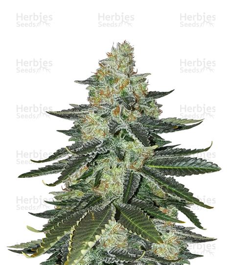 Purple Kush Feminized Seeds For Sale Information And