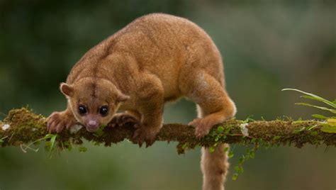 I would like to be a cat that lives at home. Animal You: Kinkajou