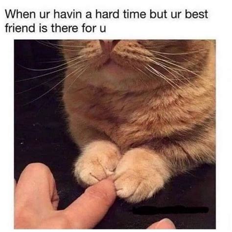 Im Missing My Best Friend So Much Today And Every Day 😢😔 Cat Memes