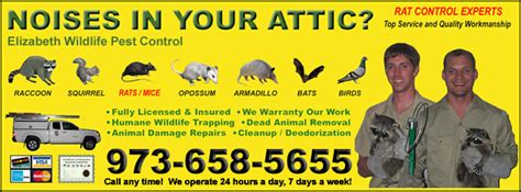 Dealing with any pests in your home or business can be frightening. Elizabeth Wildlife Control - New Jersey Raccoon Rat ...