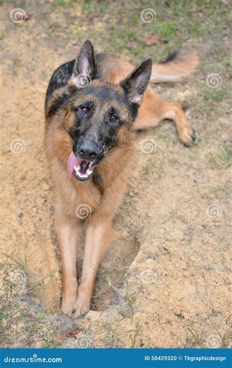 Dog Digs A Hole In The Garden Stock Photo Image Of Dirty Soil 50429320