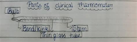 Use a long, curved line to craft the irregular shape. draw a neat diagram of clinical thermometer and label its ...
