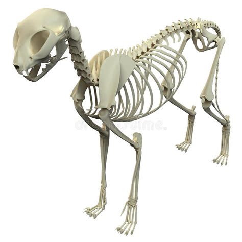 Cat Skeleton Anatomy Anatomy Of A Cat Skeleton Stock Illustration