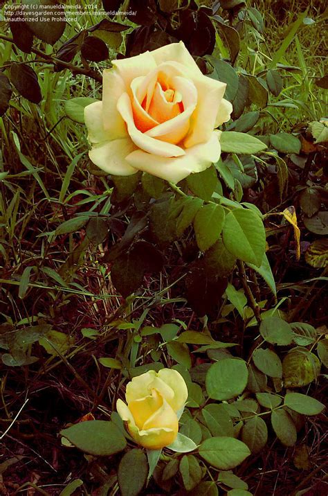 Plantfiles Pictures Hybrid Tea Rose Marilyn Monroe Rosa By