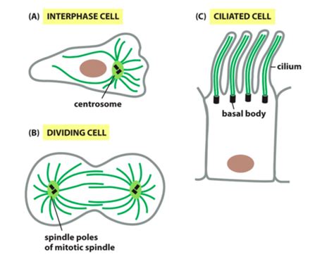 Cell Bio 4 Cytoskeleton Extracellular Matrix And Cell Adhesion