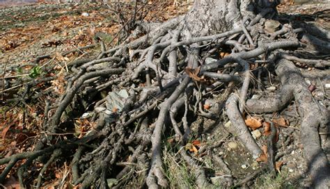 Tree Roots Free Stock Photo Public Domain Pictures