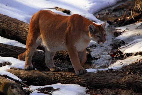 Cougar Cubs Spotted On Wapiti Nordic Ski Trails My Grande Prairie Now