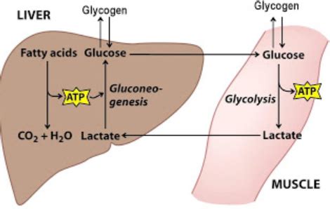 Glycogen is stored in the liver and the muscles. Carbohydrates Are Stored In Fhe Kiver And Musc In The Form ...