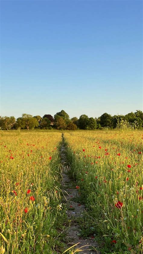 Path Between Red Common Poppy Flowers Grass Field Trees Background