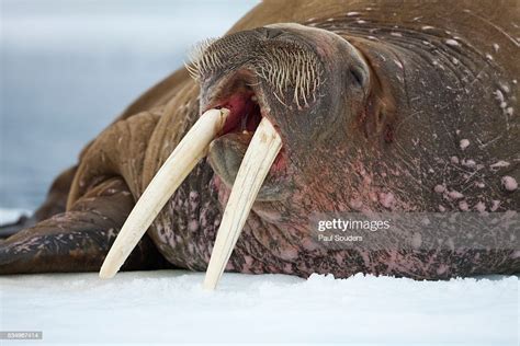 Walrus On Ice High Res Stock Photo Getty Images