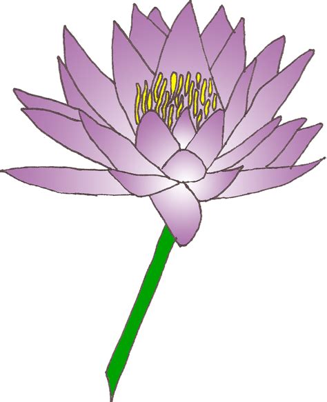 Lily Clip Art Images Illustrations Photos