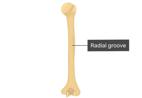 Humerus Radial Groove Ulnar Nerve Behind The Medial Epicondyle