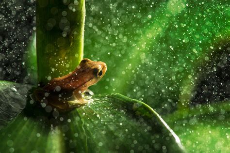 Nature Animals Frog Leaves Macro Rain Water Drops