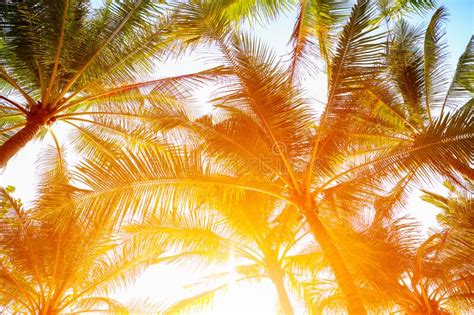 Coconut Palm Trees Perspective View With Sun Light Stock Photo Image