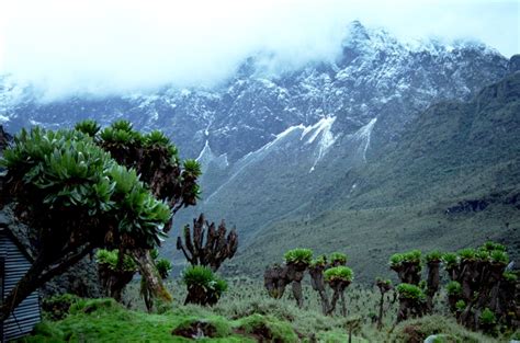 10 Days Rwenzori Mountains Hiking Safari Uganda Hiking Safari