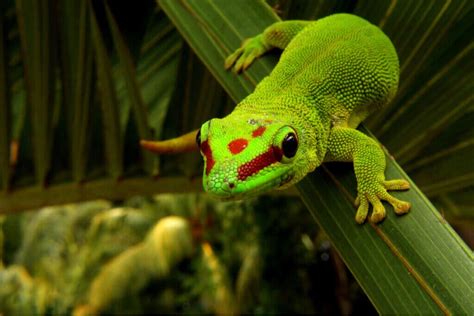 Day Geckos Care And Characteristics My Animals