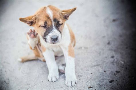 If your pet is exhibiting a common reaction, your vet may be able to determine the allergen without a lengthy investigation. Inflamed? Consider Pet Allergy Testing | Ten West Vet