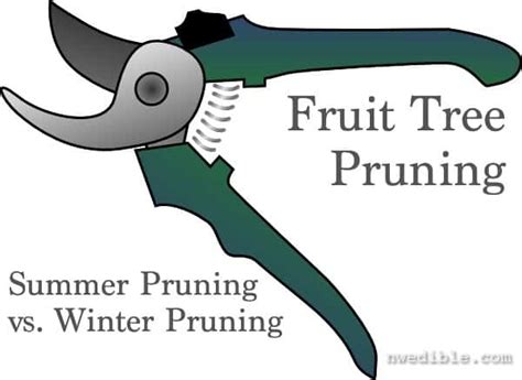 Winter pruning when trees are dormant promotes vigorous growth, so prune then to encourage a good basic struct. Fruit Trees: Summer Pruning vs. Winter Pruning | Northwest ...