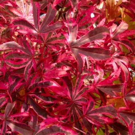 Acer Palmatum Pink Passion Striking Japanese Maple Special Deals