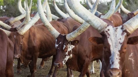 How A Cow Horn Is Transforming A 32 Billion Industry