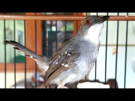 Biasanya jenis burung ciblek yang satu ini sering di ikut sertakan dalam sebuah perlombaan atau kontes burung kicau di seluruh indonesia. Suara Burung Ciblek Kristal Gacor Untuk TERAPI & PIKAT ...