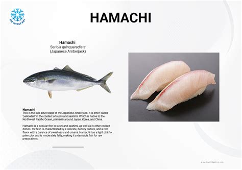 5 Amberjack You Should Know Hamachi Buri Hiramasa Kona Kampachi