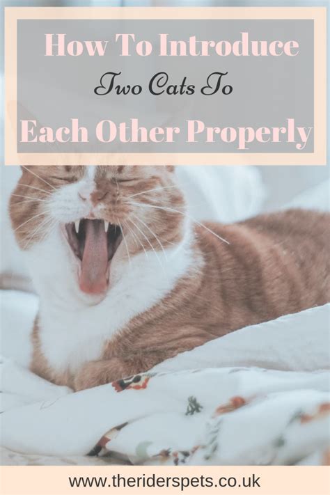 How To Introduce Two Cats To Each Other Properly Cats Cat Diseases