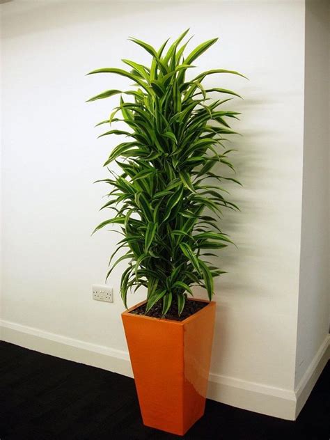 Indoor Plants That You Just Cant Kill Whats Ur Home Story