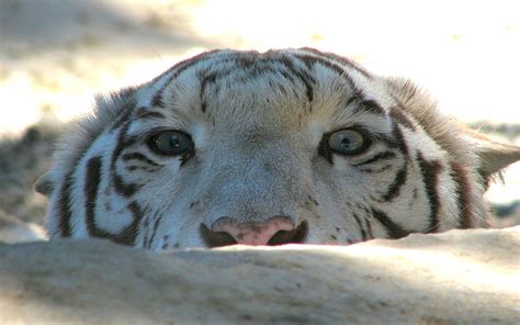 White Tiger Tiger Face Stone Eyes Predator Hd Wallpaper