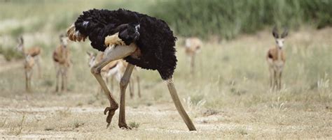 Do Ostriches Really Bury Their Head In The Sand Bbc Science Focus
