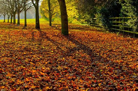 Autumn Season Leaves Free Photo On Pixabay Pixabay