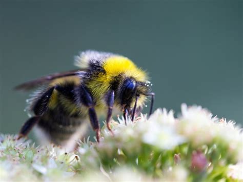 Unexpected Queen Bumblebee Discovery Could Help Us Save Multiple Colonies