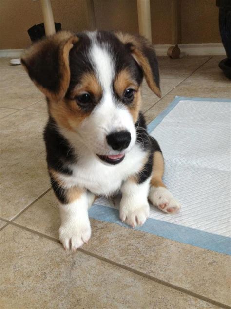 Corgi Puppy Named Cecil Age 8 Weeks Baby Animals Cute Little