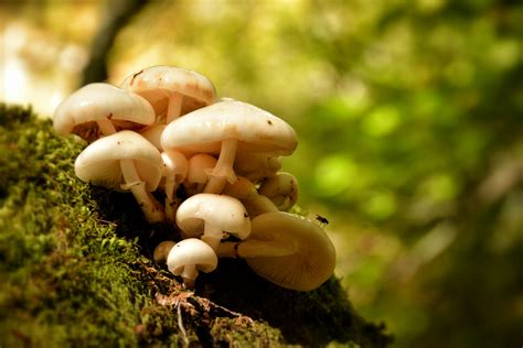 White Mushrooms On Tree Trunk · Free Stock Photo