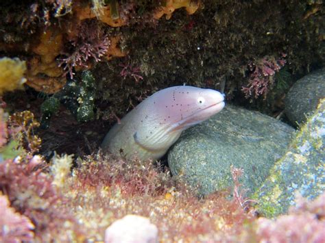 They generally do not exceed a length of about 1.5 metres (5 feet), but one species. Electric Eels Double Their Attack Voltage When They Curl ...