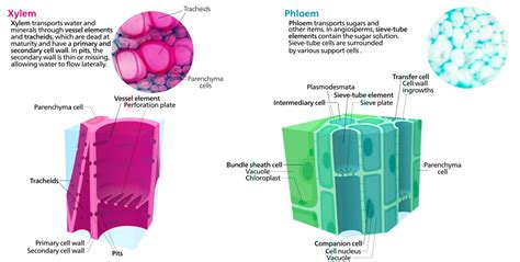 Xylem Plant Cell Diagram Structure Cell Diagram