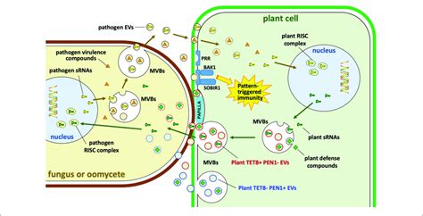 Extracellular Vesicle Roles In Interactions Of Plants With Fungi And