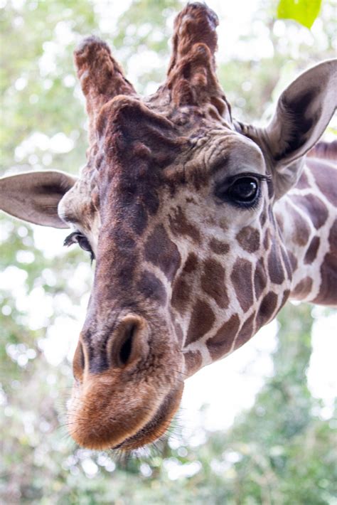 Riverbanks Zoo Giraffe Monica Wellman Flickr