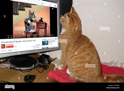 A Ginger Tabby Cat Watches Animated Tom And Jerry On Youtube Stock Photo