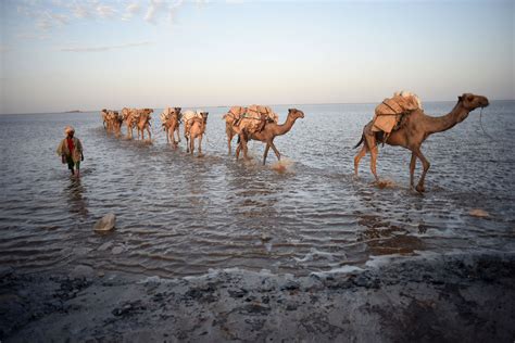 Their zooarchaeological and contextual study at yathill is justified from this city's location on the famous frankincense caravan route of the 1st millennium bc. Endangered camel caravans of the Ethiopian salt mines ...